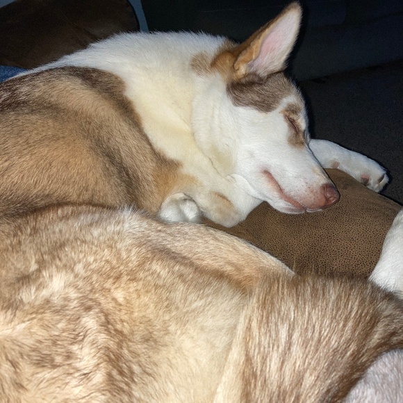 Meet your Posher, Holly - Picture 1 of 1